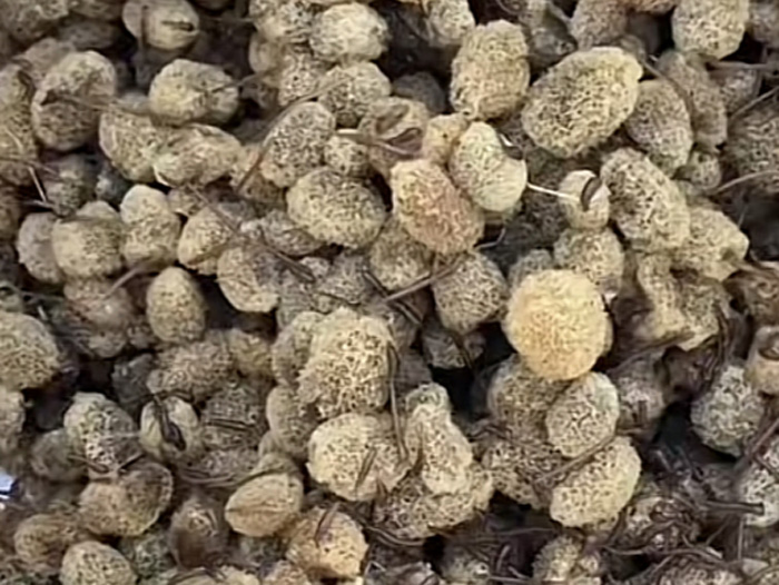 J9集团卵茧
