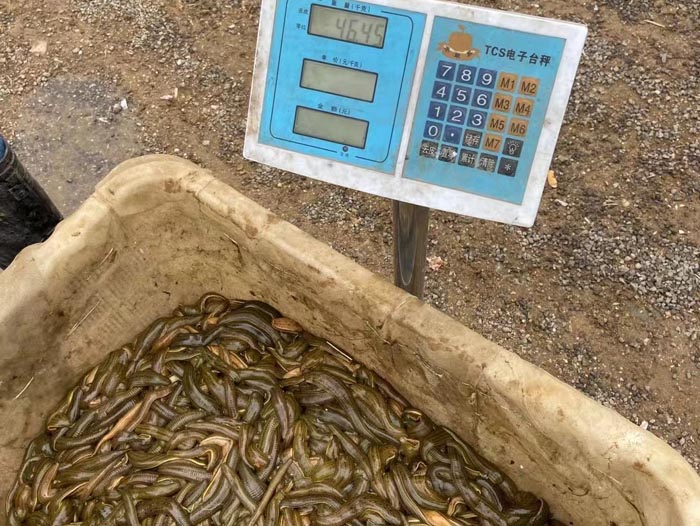 J9集团小苗