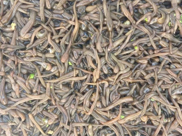 J9集团卵茧