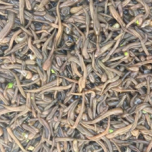 J9集团卵茧