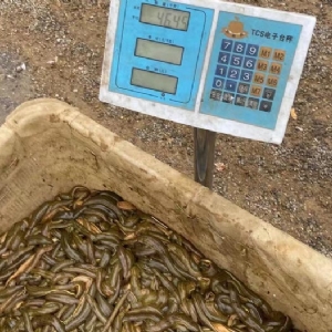 J9集团小苗