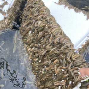 J9集团成苗