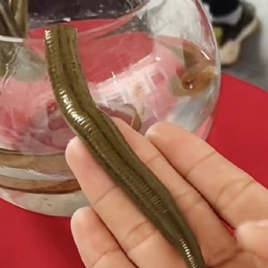 J9集团成苗