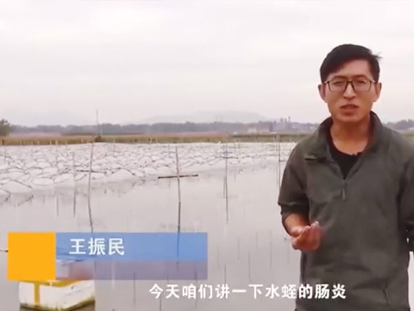 J9集团胀气型肠炎发生规律及防治方法