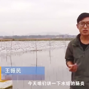 J9集团胀气型肠炎发生规律及防治方法